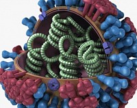 Influenza Virus