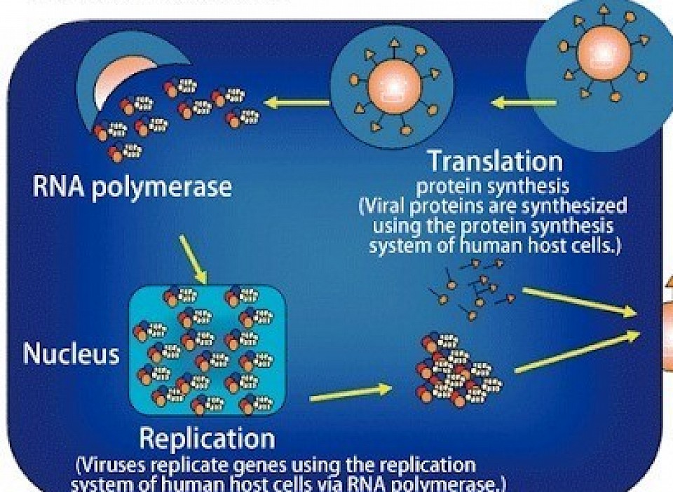 Replication of Virus in Host Cell